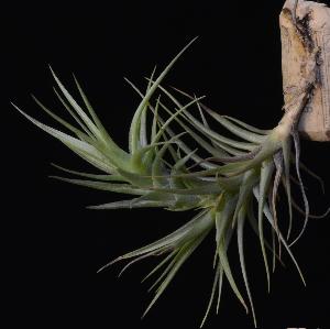 Tillandsia tenuifolia var saxicola.jpg